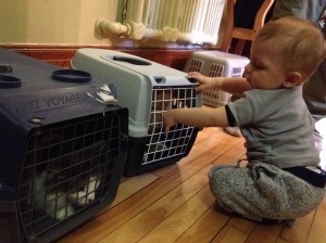 chats_ninja-rocca_cage